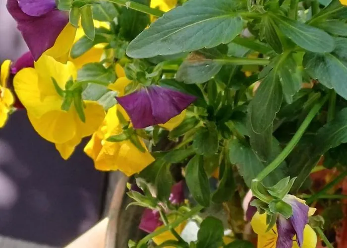 Vicino Metro Per Centro E Vaticano - Il Giardino Dell'eden 10 * Rom